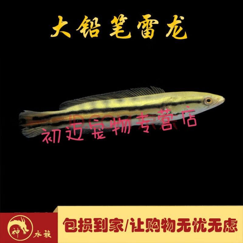 廣州雷龍魚專賣店（雷龍魚養(yǎng)殖基地聯(lián)系方式,）