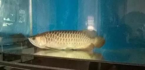 龍魚換季趴缸正常嗎：龍魚換季趴缸可能是由多種因素引起的 龍魚換季趴缸正常嗎：龍魚換季趴缸可能是由多種因素引起的 龍魚百科 第5張