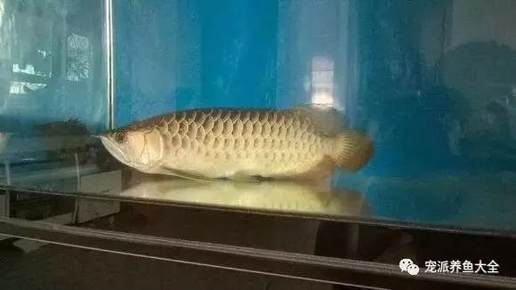 龍魚換季趴缸正常嗎：龍魚換季趴缸可能是由多種因素引起的 龍魚換季趴缸正常嗎：龍魚換季趴缸可能是由多種因素引起的 龍魚百科 第2張