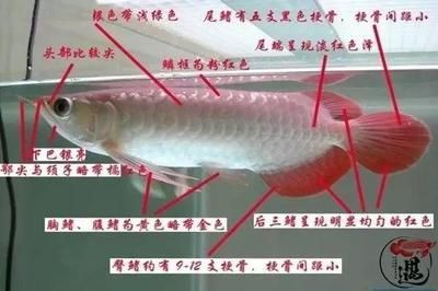 紅龍魚神經休克急救措施：關于紅龍魚神經休克的具體急救措施 紅龍魚神經休克急救措施：關于紅龍魚神經休克的具體急救措施 龍魚百科 第4張