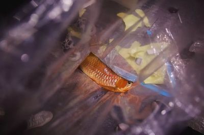 紅龍魚神經休克急救措施：關于紅龍魚神經休克的具體急救措施 紅龍魚神經休克急救措施：關于紅龍魚神經休克的具體急救措施 龍魚百科 第2張