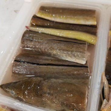 土龍魚大概多少錢一只