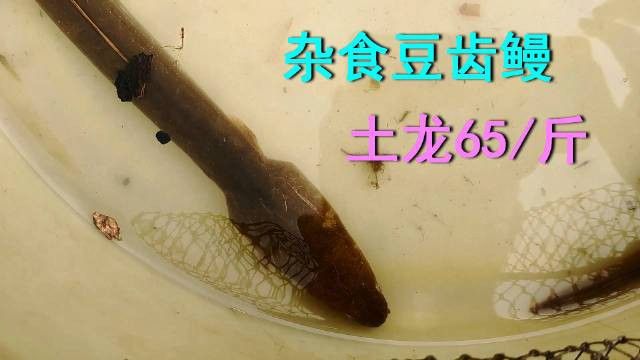 土龍魚大概多少錢一只