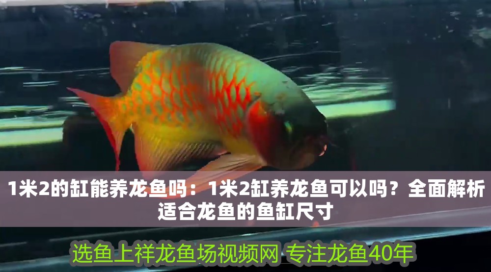 1米2的缸能養龍魚嗎：1米2缸養龍魚可以嗎？全面解析適合龍魚的魚缸尺寸 1米2的缸能養龍魚嗎：1米2缸養龍魚可以嗎？全面解析適合龍魚的魚缸尺寸 龍魚百科 第1張