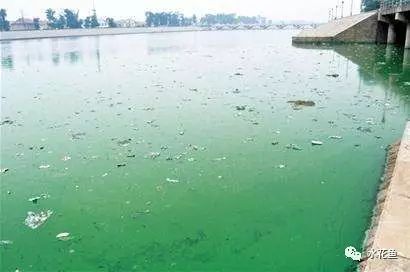 1米2的缸能養龍魚嗎：1米2缸養龍魚可以嗎？全面解析適合龍魚的魚缸尺寸 1米2的缸能養龍魚嗎：1米2缸養龍魚可以嗎？全面解析適合龍魚的魚缸尺寸 龍魚百科 第3張