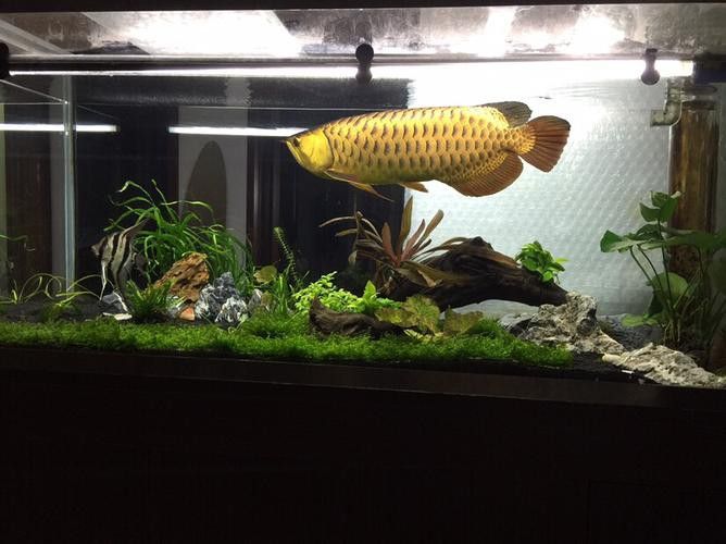 金龍魚缸圖片大全集欣賞