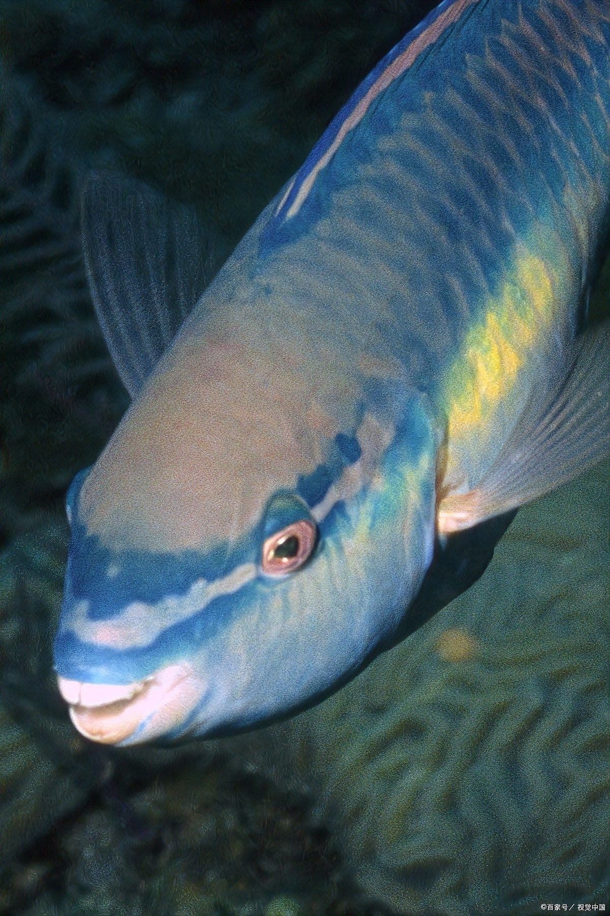 銀龍魚是上層魚嗎 銀龍魚是上層魚嗎 龍魚百科 第9張