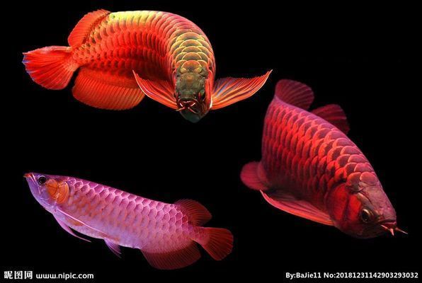紅龍魚鑒賞特點有哪些方面（如何鑒賞紅龍魚）