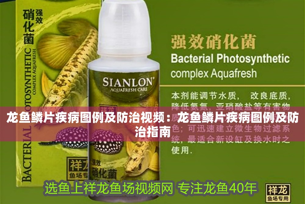 龍魚鱗片疾病圖例及防治視頻：龍魚鱗片疾病圖例及防治指南 龍魚鱗片疾病圖例及防治視頻：龍魚鱗片疾病圖例及防治指南 龍魚百科 第1張