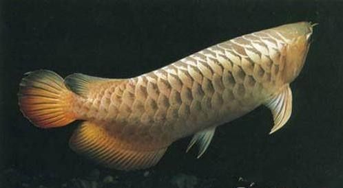 黑龍魚的介紹詞怎么寫：黑龍魚的介紹詞怎么寫黑龍魚的介紹詞怎么寫