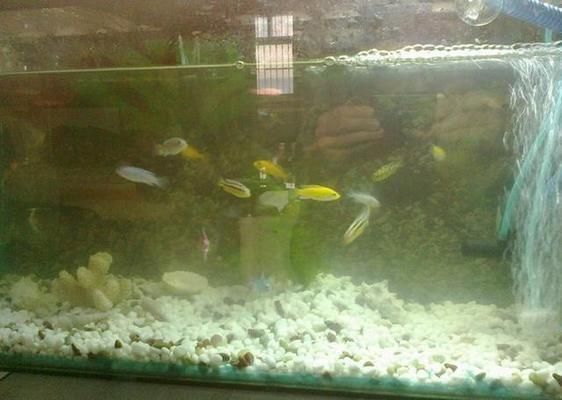 魚缸養魚不換水可以嗎，如何建立高效的魚缸過濾系統魚缸水質檢測方法 魚缸養魚不換水可以嗎，如何建立高效的魚缸過濾系統魚缸水質檢測方法 龍魚百科 第3張