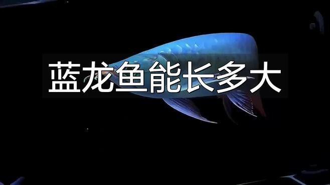 藍(lán)龍魚(yú) 藍(lán)龍魚(yú) 龍魚(yú)百科 第2張