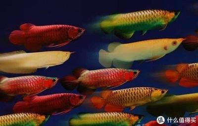 龍魚用什么顏色的燈比較好：龍魚燈光的選擇指南 龍魚用什么顏色的燈比較好：龍魚燈光的選擇指南 龍魚百科 第2張