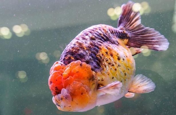 龍魚 不吃：龍魚不吃食可能由多種原因引起龍魚不吃食的原因和處理方法 龍魚 不吃：龍魚不吃食可能由多種原因引起龍魚不吃食的原因和處理方法 龍魚百科 第10張