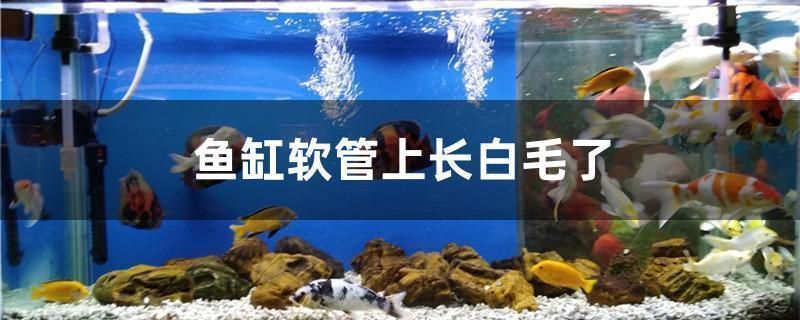 龍魚 不吃：龍魚不吃食可能由多種原因引起龍魚不吃食的原因和處理方法 龍魚 不吃：龍魚不吃食可能由多種原因引起龍魚不吃食的原因和處理方法 龍魚百科 第12張