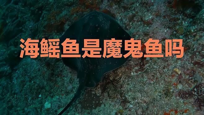 魔鬼魚和鰩魚是一種魚嗎