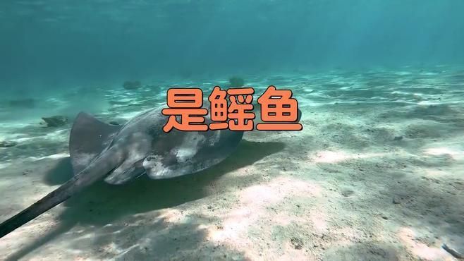 魔鬼魚和鰩魚是一種魚嗎