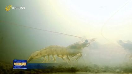 龍魚缸能養金魚嗎圖片：龍魚缸能養金魚嗎？全面解析混養的可能性與注意事項 龍魚缸能養金魚嗎圖片：龍魚缸能養金魚嗎？全面解析混養的可能性與注意事項 龍魚百科 第2張