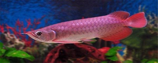龍魚吃食吐了怎么回事（龍魚吃食后吐出食物可能由多種原因引起） 龍魚吃食吐了怎么回事（龍魚吃食后吐出食物可能由多種原因引起） 龍魚百科 第3張