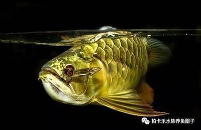 龍魚吃食吐了怎么回事（龍魚吃食后吐出食物可能由多種原因引起） 龍魚吃食吐了怎么回事（龍魚吃食后吐出食物可能由多種原因引起） 龍魚百科 第4張