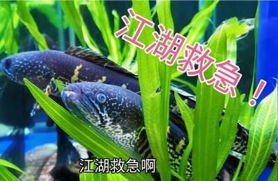 雷龍魚常見疾病及治療方法：雷龍魚疾病的治療方法