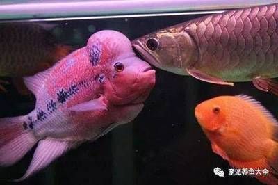 龍魚是熱水還是冷水喂食：龍魚是熱水喂食還是熱水喂食，新手飼養者需要注意的條件 龍魚是熱水還是冷水喂食：龍魚是熱水喂食還是熱水喂食，新手飼養者需要注意的條件 龍魚百科 第5張