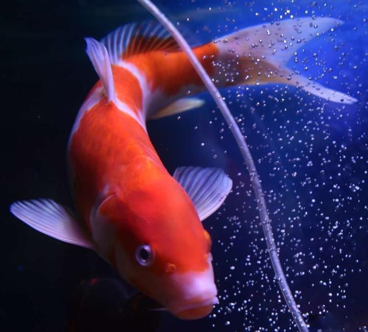 龍魚加鹽后需要多久補充一次鹽？ 龍魚加鹽后需要多久補充一次鹽？ 龍魚百科 第4張