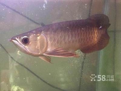 金龍魚和鯊魚混養需要注意以下幾點，金龍魚和鯊魚可以混養嗎：金龍魚和鯊魚可以混養嗎 金龍魚和鯊魚混養需要注意以下幾點，金龍魚和鯊魚可以混養嗎：金龍魚和鯊魚可以混養嗎 龍魚百科 第1張
