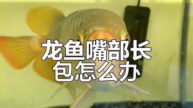 龍魚嘴上長出白色肉球后應該如何護理? 龍魚百科 第4張 龍魚嘴上長出白色肉球后應該如何護理? 龍魚嘴上長出白色肉球后應該如何護理? 龍魚百科 第4張