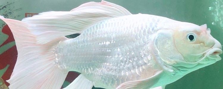 龍魚可以和蝴蝶鯉混養(yǎng)嗎 龍魚可以和蝴蝶鯉混養(yǎng)嗎 龍魚百科 第3張