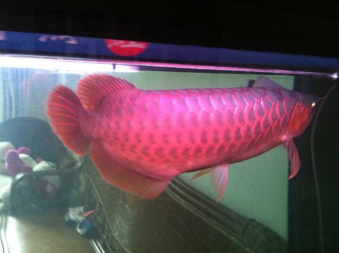 如何挑選紅龍魚幼魚圖片大全 如何挑選紅龍魚幼魚圖片大全 龍魚百科 第9張