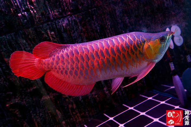 如何挑選紅龍魚幼魚圖片大全 如何挑選紅龍魚幼魚圖片大全 龍魚百科 第12張