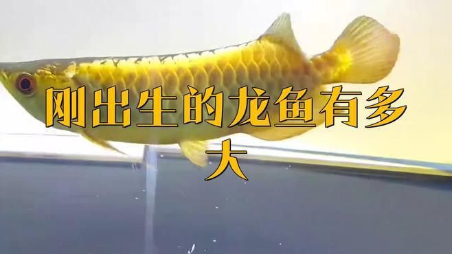 如何挑選紅龍魚幼魚圖片大全 如何挑選紅龍魚幼魚圖片大全 龍魚百科 第26張