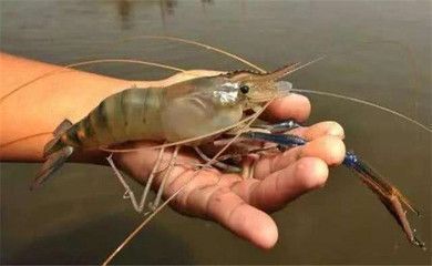龍魚喂淡水蝦還是海水蝦比較好 龍魚喂淡水蝦還是海水蝦比較好 龍魚百科