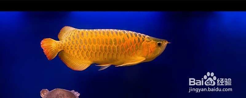 過背金龍魚繁殖注意事項