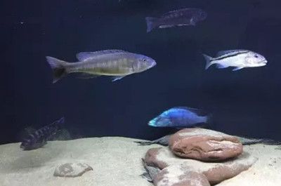 紅龍魚什么寓意好：紅龍魚養殖技巧