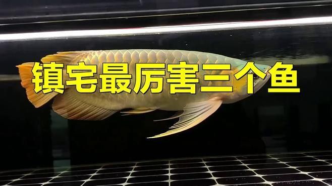 錦鯉和龍魚哪個更有收藏價值？