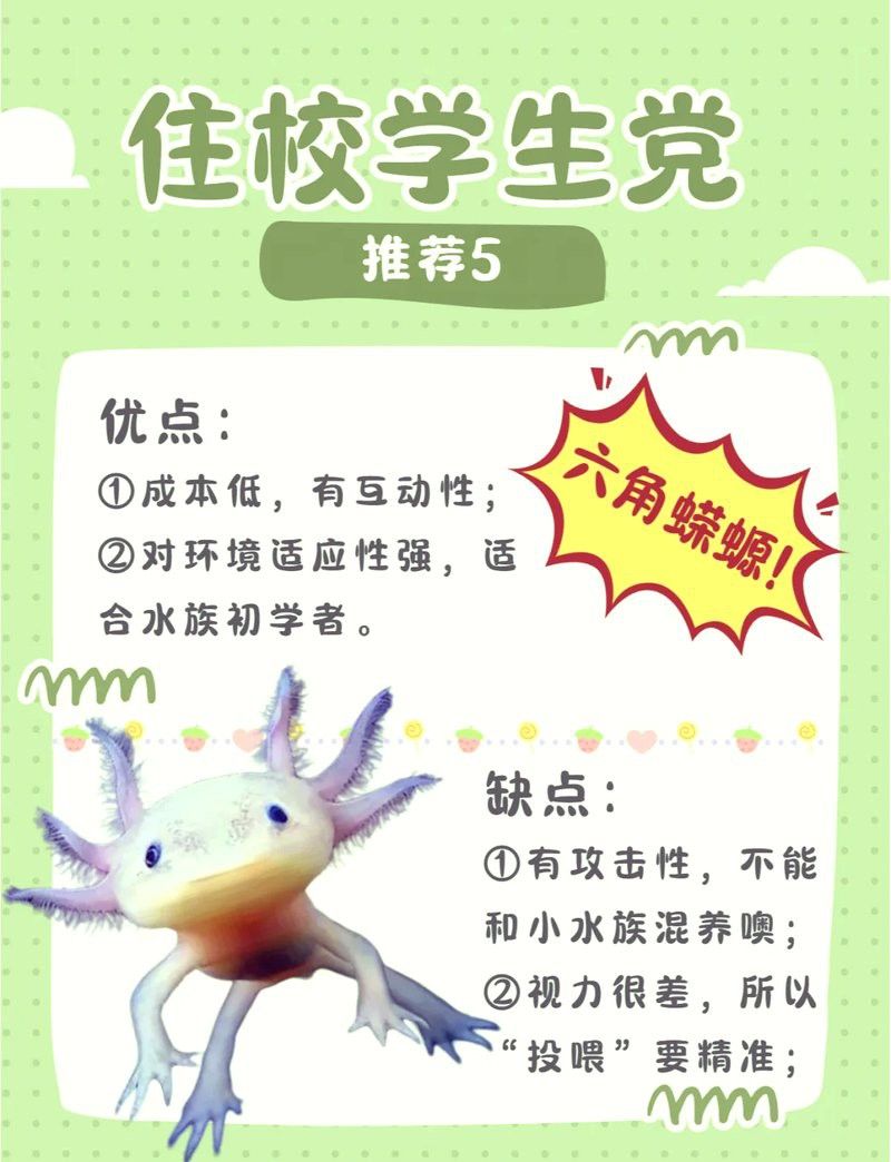 六角龍魚注意事項(xiàng)