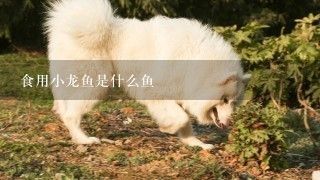 龍魚喂小金魚怎么處理，如何判斷小金魚健康