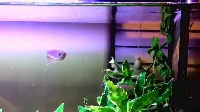 龍魚喂養視頻：龍魚喂養視頻提供了詳細的步驟和技巧和技巧和技巧