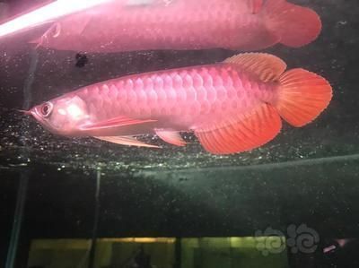 龍魚會所取名大全，龍魚會所名稱的選取原則