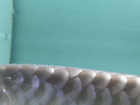 祥龍魚場的疾病防控案例分享：龍魚健康監測實用技巧龍魚健康監測實用技巧 祥龍魚場的疾病防控案例分享：龍魚健康監測實用技巧龍魚健康監測實用技巧 龍魚百科 第4張