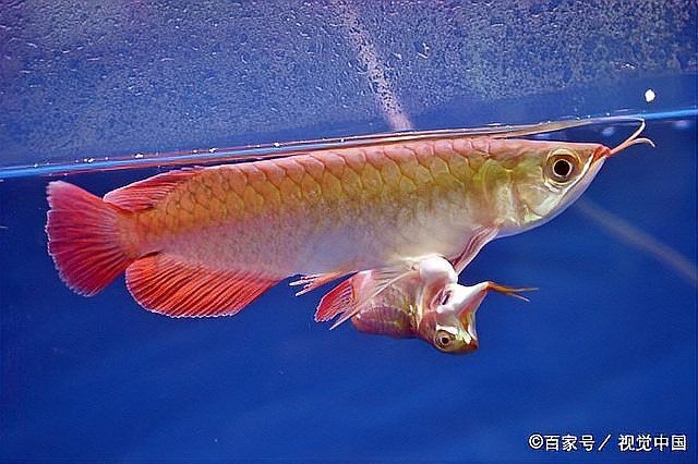 星點龍魚對水質有何特殊要求？ 星點龍魚對水質有何特殊要求？ 龍魚百科 第4張
