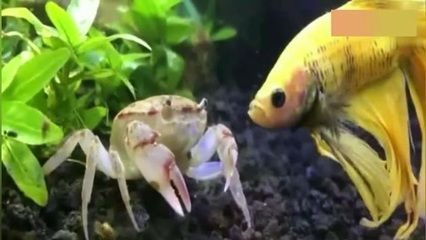 狗頭能和龍魚混養嗎：狗頭魚能和龍魚混養嗎