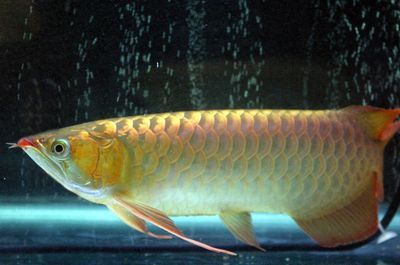 龍魚停止進口：中國決定停止進口來自越南的龍魚 龍魚停止進口：中國決定停止進口來自越南的龍魚 龍魚百科 第5張