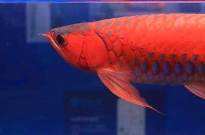 龍魚停止進口：中國決定停止進口來自越南的龍魚 龍魚停止進口：中國決定停止進口來自越南的龍魚 龍魚百科 第2張