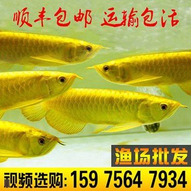 祥龍魚場紅龍魚的價格是多少？