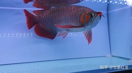 龍魚哪個品牌好：2024年的龍魚缸排行榜中位列第八，龍魚缸排行榜中位列第九 龍魚哪個品牌好：2024年的龍魚缸排行榜中位列第八，龍魚缸排行榜中位列第九 龍魚百科 第5張