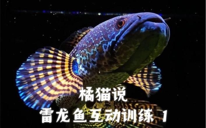 雷龍魚互動 雷龍魚互動 龍魚百科 第2張