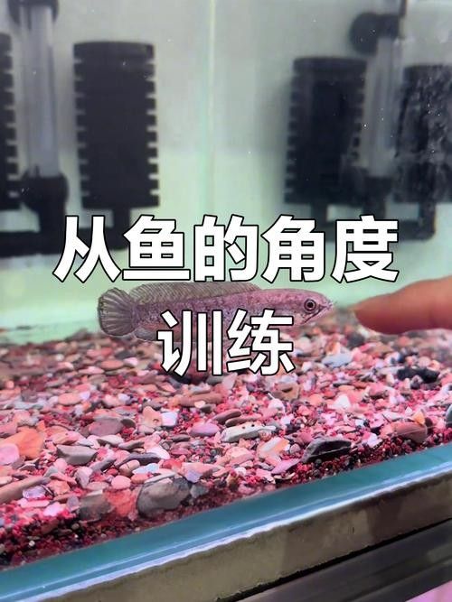 雷龍魚互動 雷龍魚互動 龍魚百科 第5張